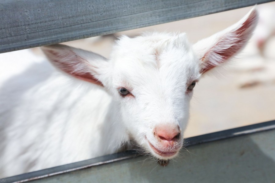 UG����(�й���)�ٷ���վ