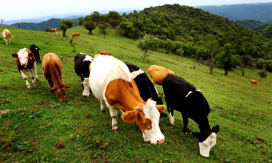 UG����(�й���)�ٷ���վ