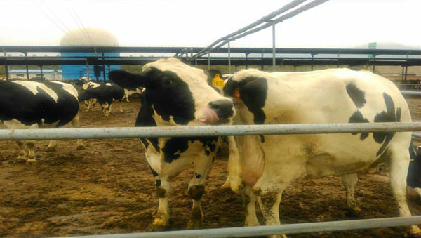 UG����(�й���)�ٷ���վ