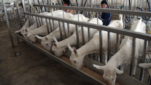 UG����(�й���)�ٷ���վ