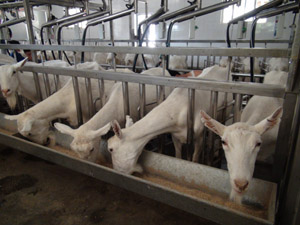 UG����(�й���)�ٷ���վ